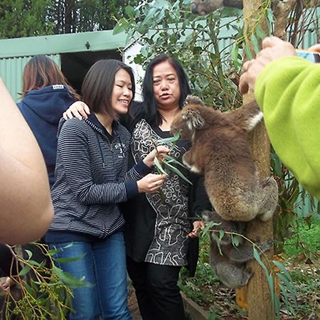 Fauna Australia Wildlife Retreat Lavers Hill Buitenkant foto