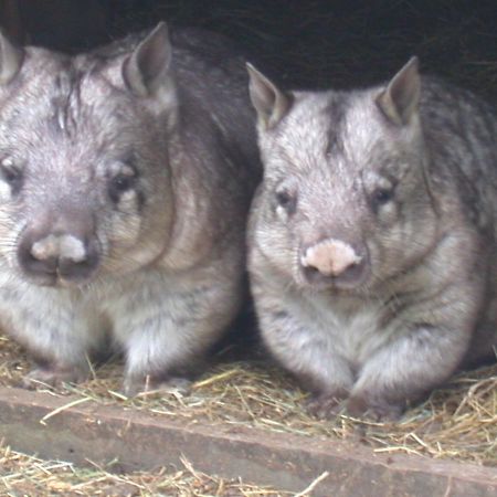 Fauna Australia Wildlife Retreat Lavers Hill Buitenkant foto