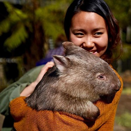 Fauna Australia Wildlife Retreat Lavers Hill Buitenkant foto