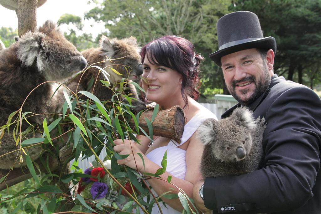 Fauna Australia Wildlife Retreat Lavers Hill Buitenkant foto