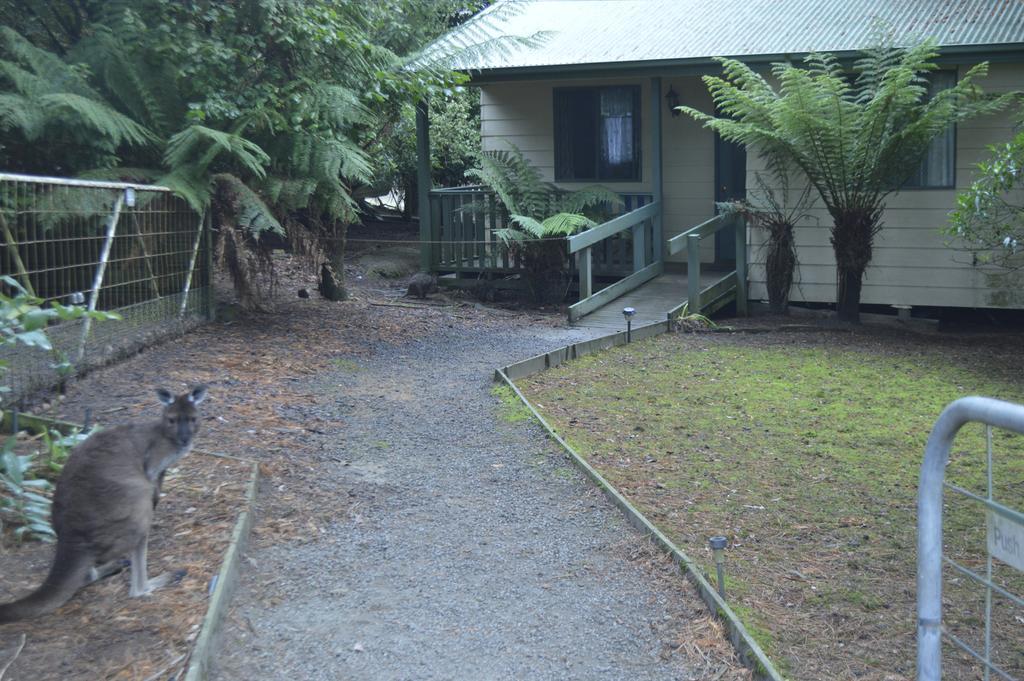 Fauna Australia Wildlife Retreat Lavers Hill Buitenkant foto