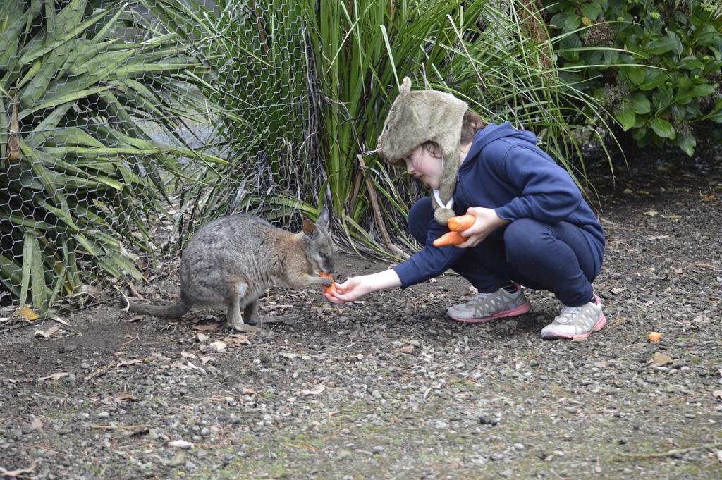 Fauna Australia Wildlife Retreat Lavers Hill Buitenkant foto