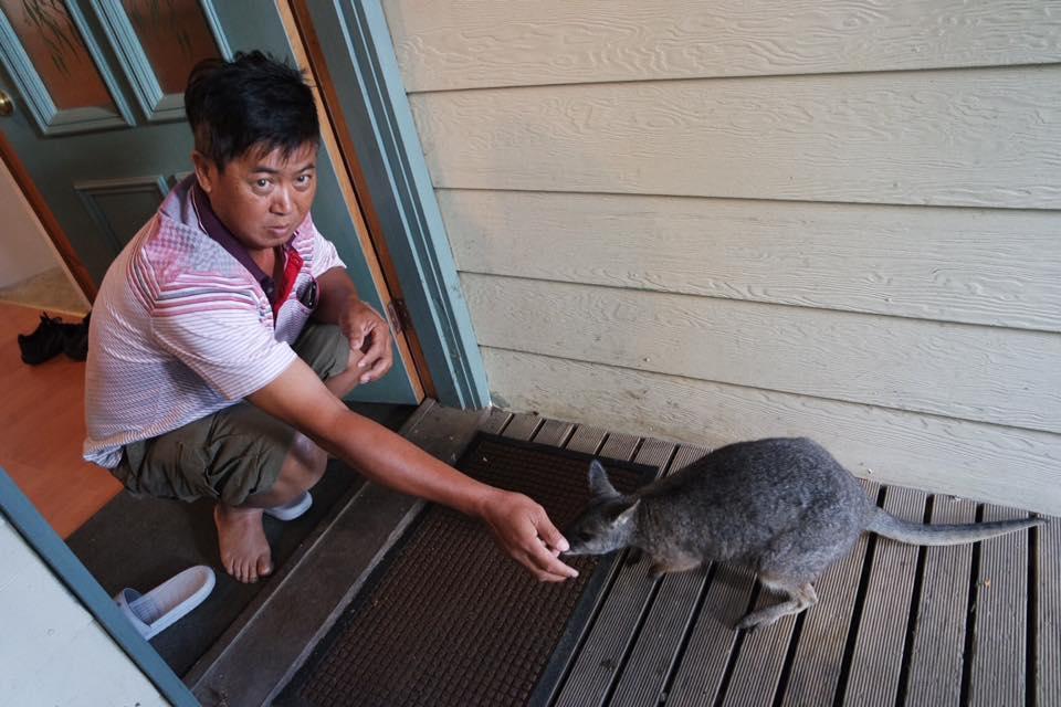 Fauna Australia Wildlife Retreat Lavers Hill Buitenkant foto