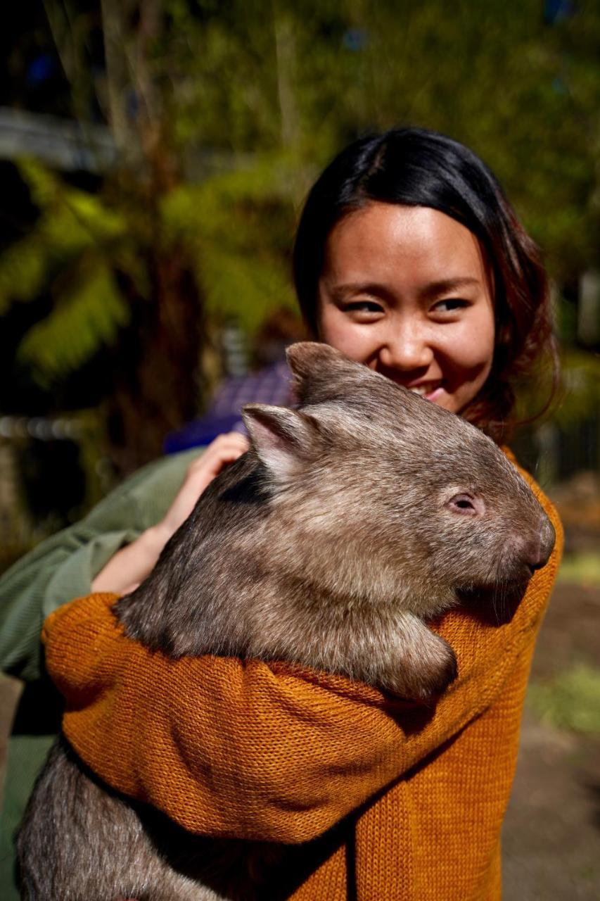 Fauna Australia Wildlife Retreat Lavers Hill Buitenkant foto