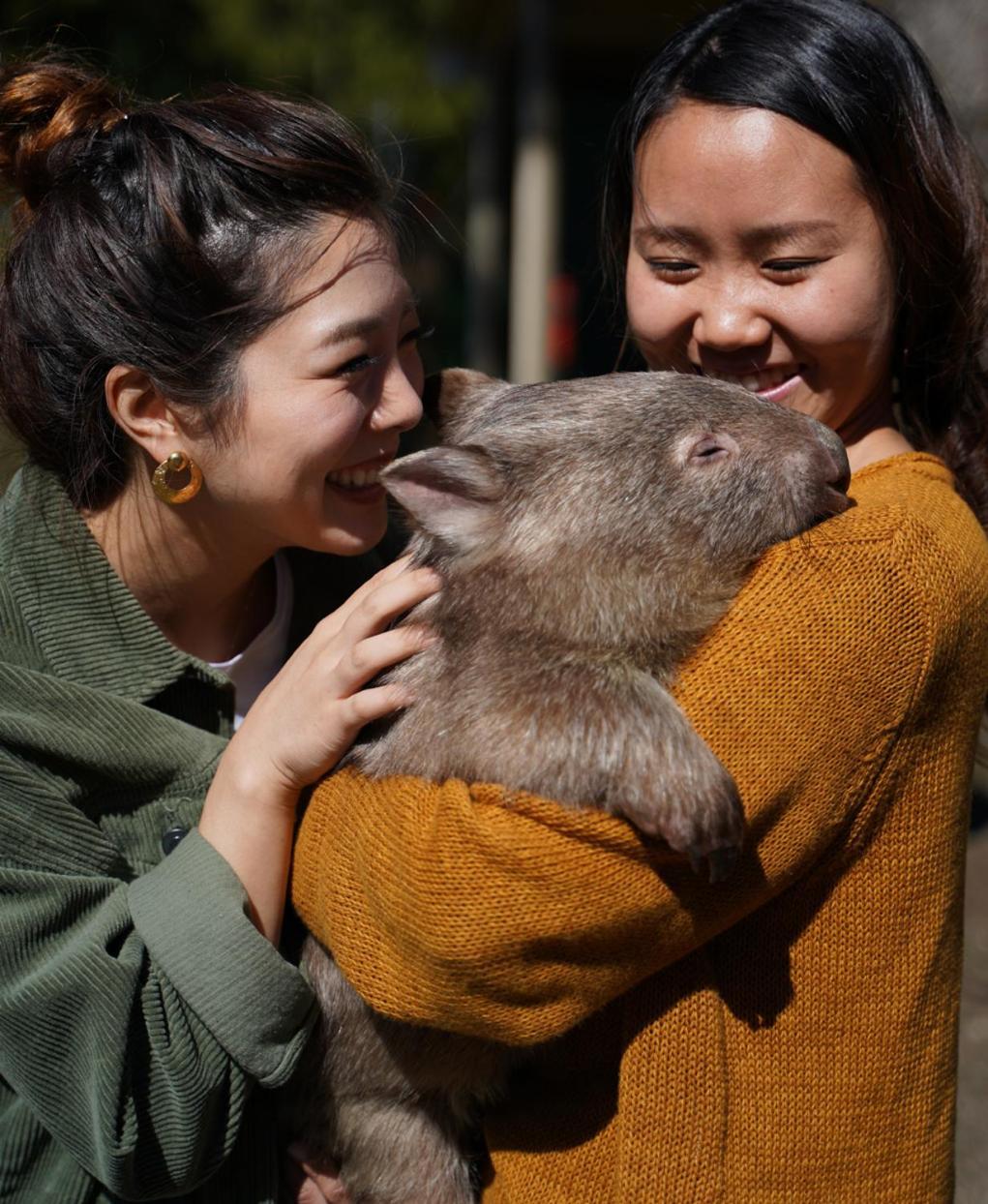 Fauna Australia Wildlife Retreat Lavers Hill Buitenkant foto