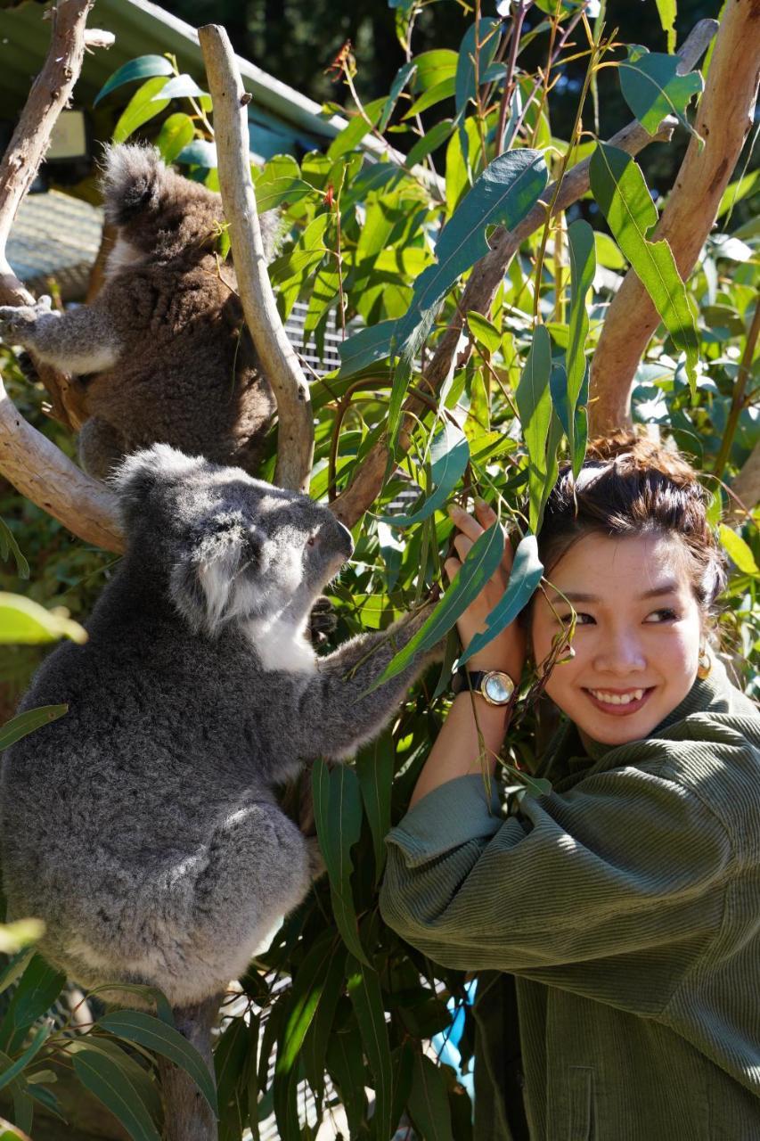 Fauna Australia Wildlife Retreat Lavers Hill Buitenkant foto